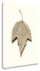 "Red Maple" By Alan Blaustein,Ready to Hang Giclee Print on Gallery Wrap Canvas