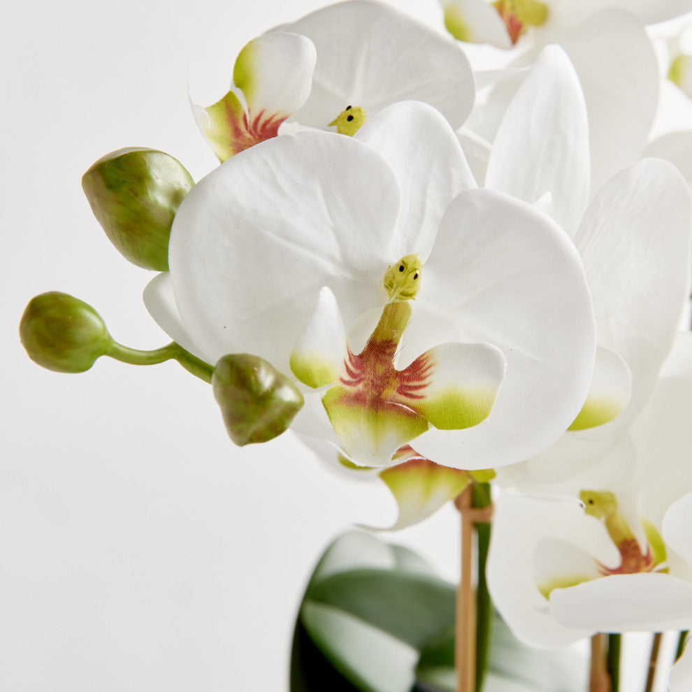 Phalaenopsis Orchid Bowl Drop-In 20", White