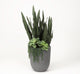 Sensaveria Plant With Echeveria And Cedum, Round Gray Planter