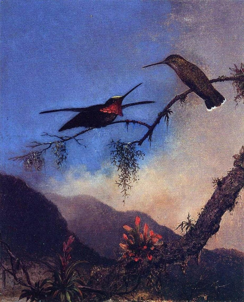 Martin Johnson Heade Strip-Breasted Starthroat - 20" x 25" Premium Canvas Print