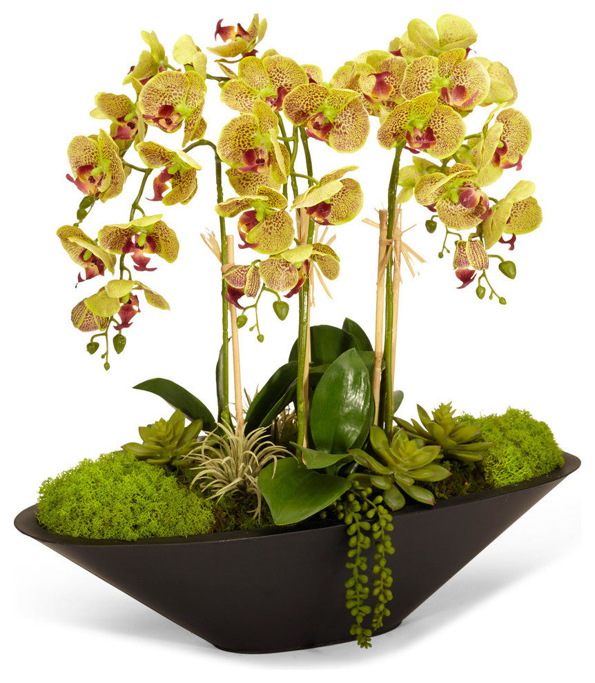 Orchid in Large Metal Boat, Green