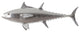 Bluefin Tuna Fish, Silver Leaf