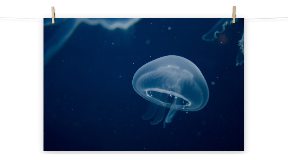 Small Blue Jellyfish Underwater Wildlife Photography Unframed Wall Art Print, 8" X 10"