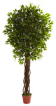 7.5' Ficus Tree, UV Resistant, Indoor and Outdoor