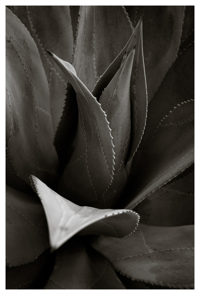 AGAVE #1, Black and White, 24x36