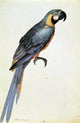 Jacopo Ligozzi Psittacus Ararauna - 18" x 27" Premium Canvas Print
