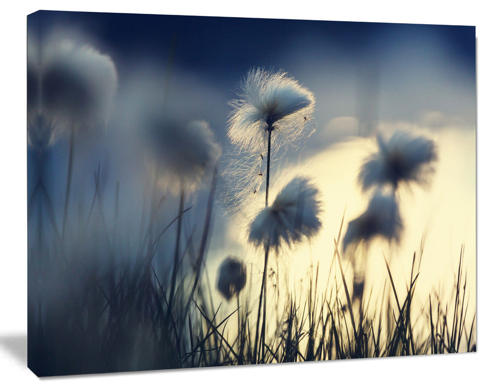Arctic Blooming Cotton Flowers, Large Flower Canvas Wall Art, 20"x12"