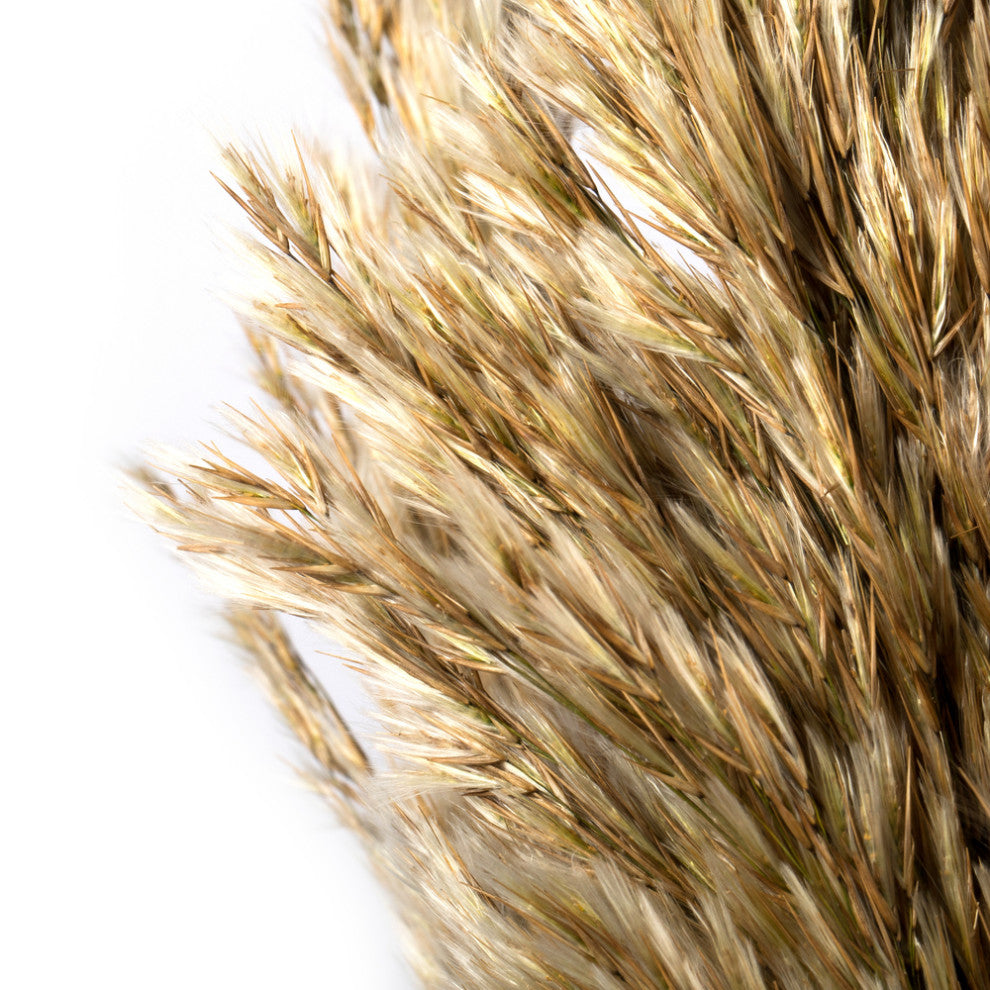 Vickerman all Natural Plume Reed Bundle, Preserved, Ivory