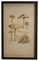 Brown Mushrooms, Copper And Black Shadowbox