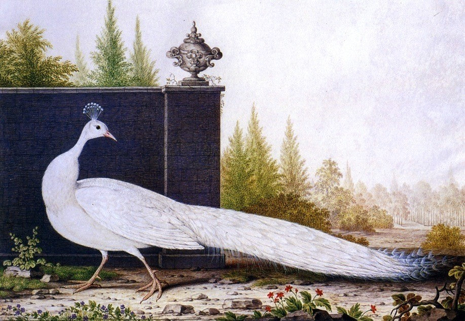 Nicolas Robert The White Peacock - 18" x 27" Premium Canvas Print