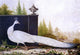 Nicolas Robert The White Peacock - 18" x 27" Premium Canvas Print