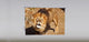 "Lion" Artwork, 4' Shade, Partial Sheer