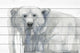 "Polar Bear" Painting Print on White Wood, 60"x40"
