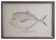 Single Horsefish, Shadowbox