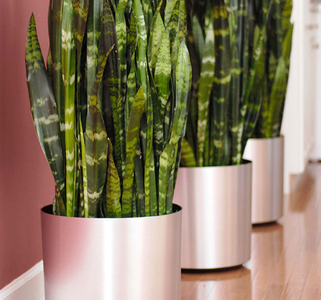 American Essence Odessa Modern Indoor Metallic Plastic Planter, Reflective Chrome, 10.5"x10"