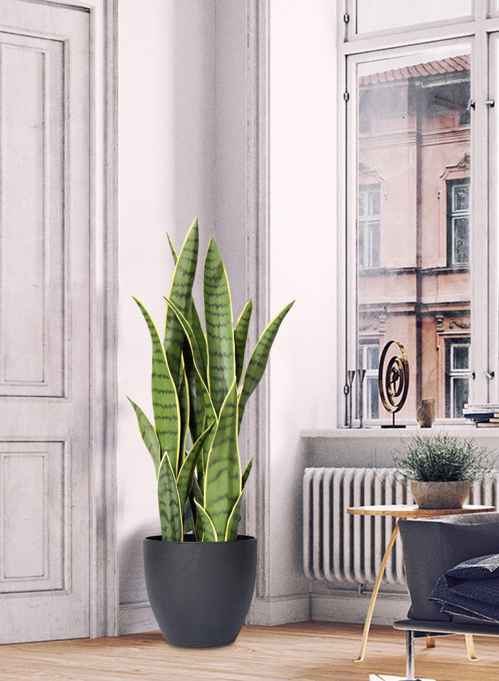 Serene Spaces Living Sansevieria Trifasciata Snake Plant, 27"