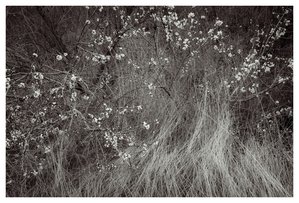 PETALUMA ROAD TRIP #3 BW, 40x60
