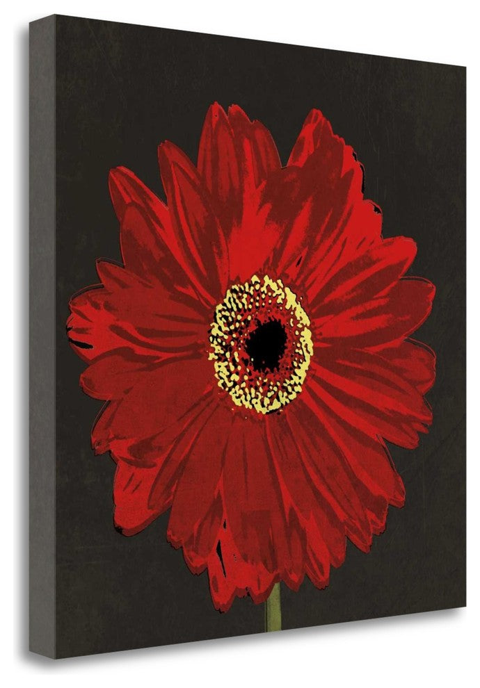 "Midnight Gerbera III" By Robert Lacie, Giclee Print on Gallery Wrap Canvas
