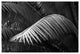 FERN #2, Black and White, 20x30