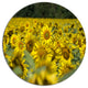 Bright Yellow Sunflowers Field, Modern Floral Disc Metal Wall Art, 11"