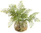 Flat Iron Fern in Glass Bowl With Seagrass Netting