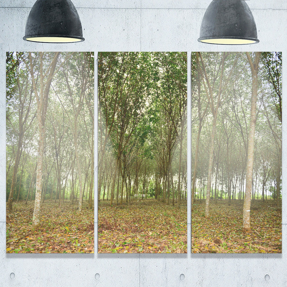 "Rubber Tree Plantation during Midday" Metal Wall Art, 3 Panels, 36"x28"