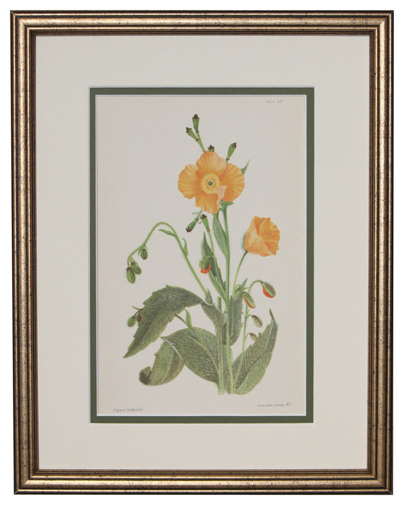 Original Vintage 1959 Botanical Flower Print, Framed
