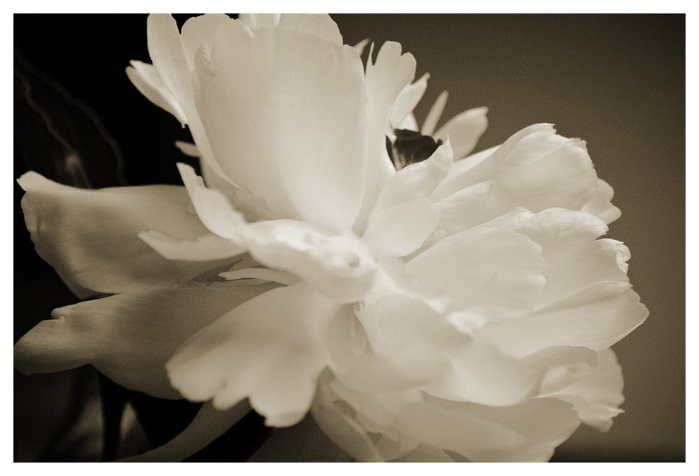 SEPIA PEONY, 20x30