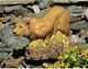 Lioness Statue
