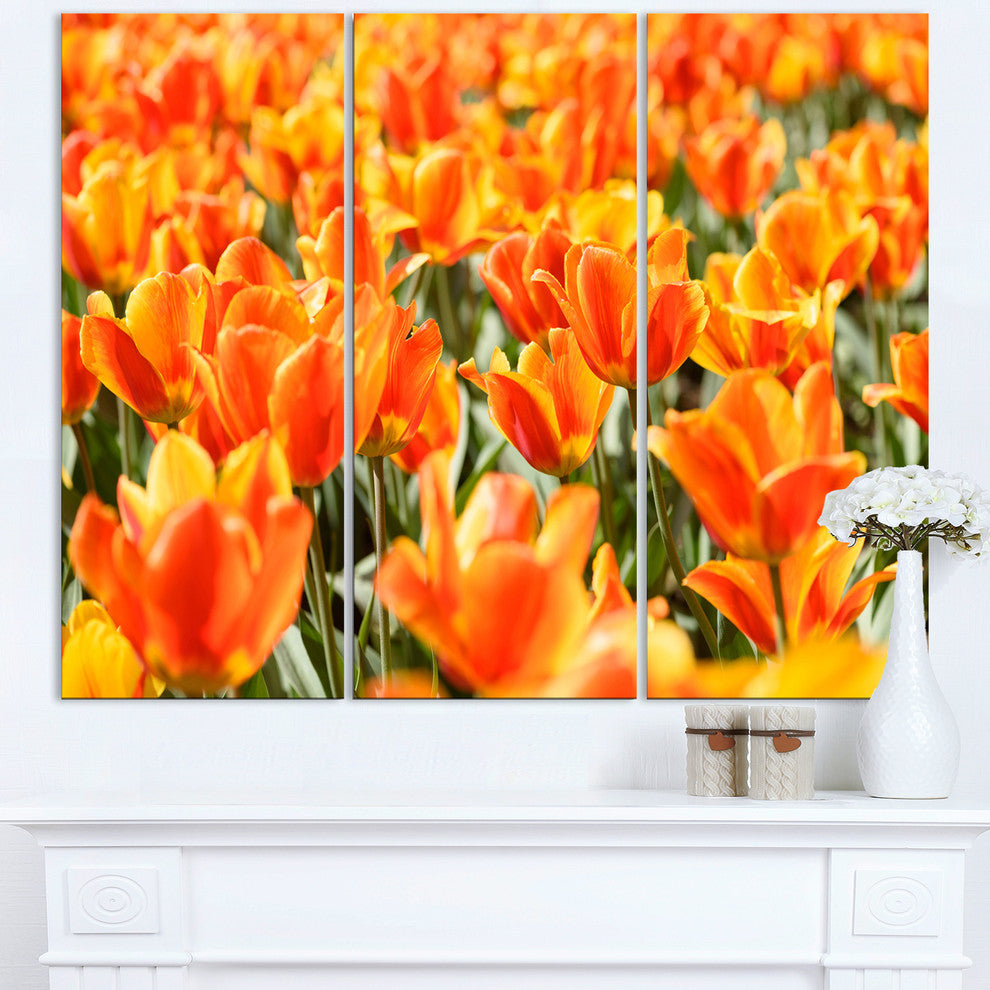 "Fresh Tulip Flowers on Sunny Day" Metal Wall Art, 3 Panels, 36"x28"