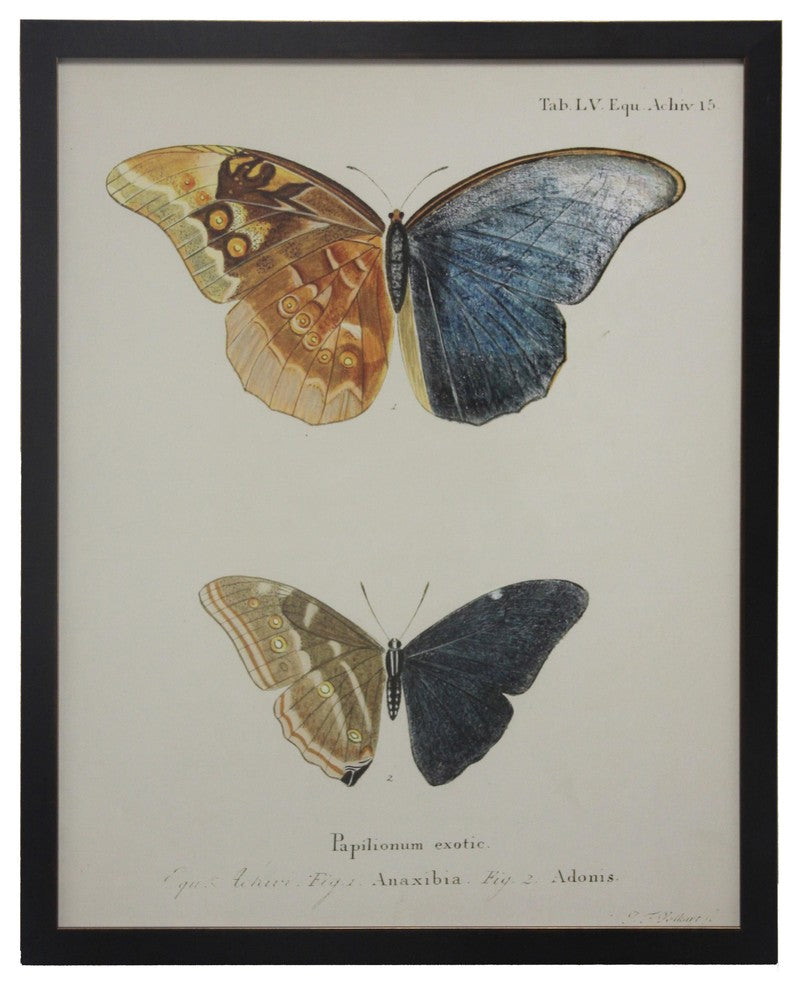 Double Butterfly Tab LV, Copper and Black Flat Moulding