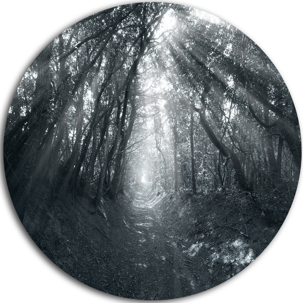 Sun Rays Through Gray Trees, Landscape Photo Disc Metal Wall Art, 36"
