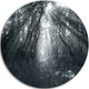 Sun Rays Through Gray Trees, Landscape Photo Disc Metal Wall Art, 36"