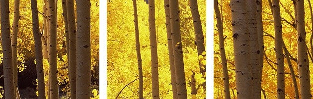 "Aspen trees in autumn, Colorado," Canvas Art, 60"x20"x1.25"