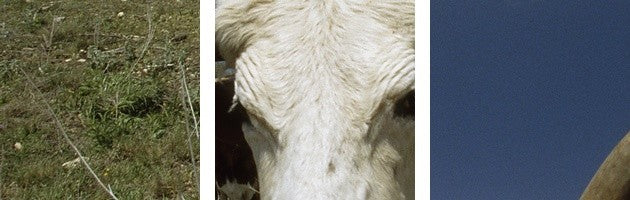 "Herd of Texas Longhorn cattle in a field" Canvas Art, 24"x16"x1.25"