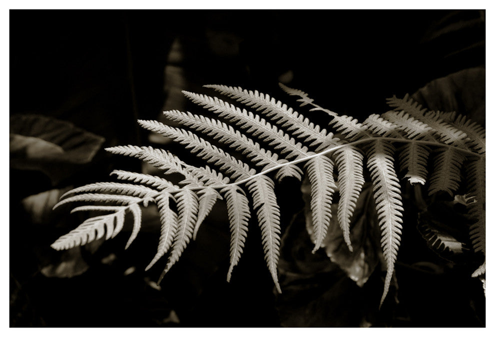 FERN #4, Black and White, 20x30