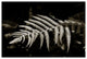 FERN #4, Black and White, 20x30