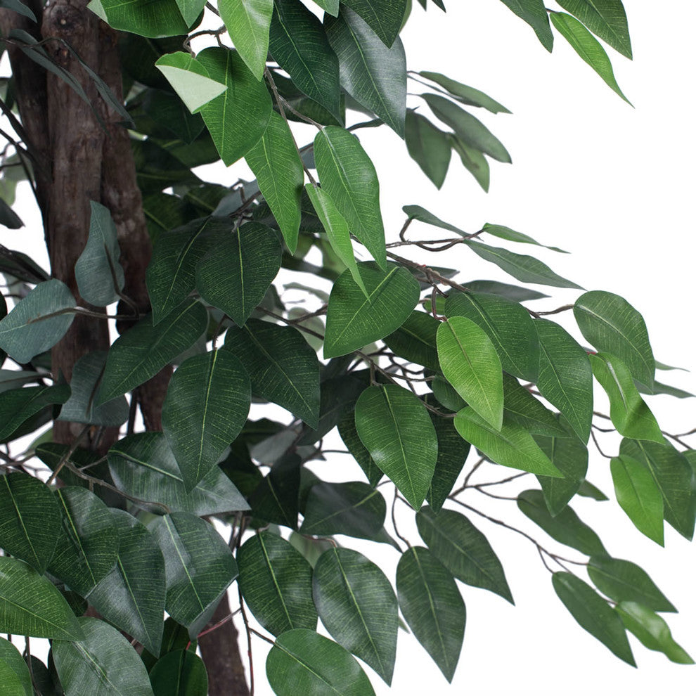 Vickerman 6' Artificial Ficus Deluxe, Black Plastic Pot