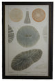 Sea Creature Print, Copper And Black Shadowbox