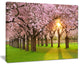 "Fascinating Springtime Cherry Scenery" Landscape Art Print Canvas, 20"x12"