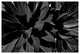 FAIRCHILD PLANT #2, Black and White, 16x24