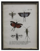 Large Insects #236, Black And Gold Shadowbox