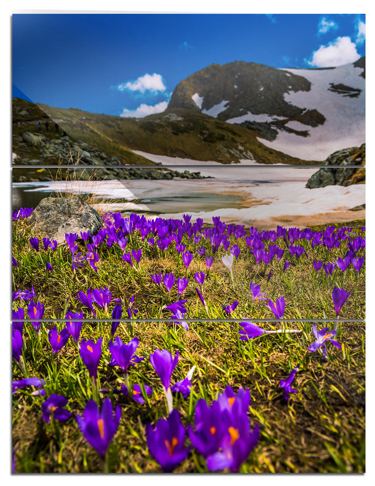 "Blooming Crocus Flowers in Rila Mountains" Metal Wall Art, 3 Panels, 28"x36"