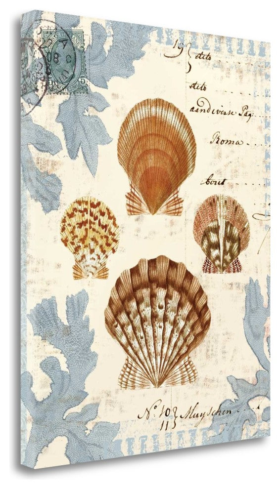 "Seashell Collection I" By Sabine Berg, Giclee Print on Gallery Wrap Canvas