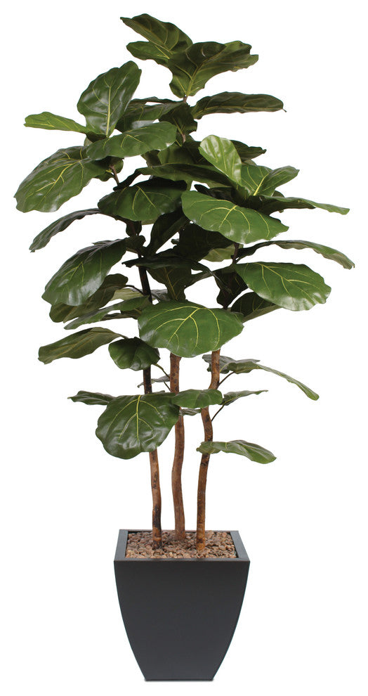 7' Brazilian Fiddle Leaf Tree With Real Wood Trunks in Metal Planter, Black