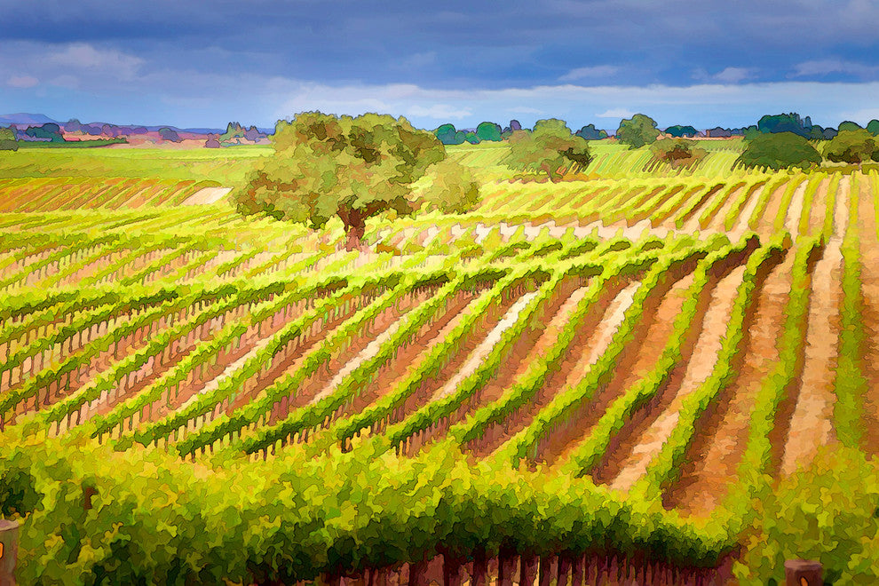 Wine Country Rows, 24"x16"