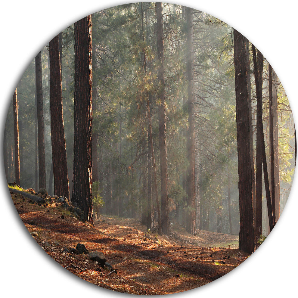 Rays Of Sun In Dense Forest, Landscape Photo Round Wall Art, 11"