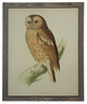 Large Tawny Owl, Barnwood Frame