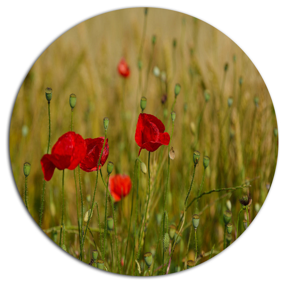 Red Poppy Flower Field Background, Flower Round Wall Art, 36"