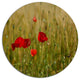Red Poppy Flower Field Background, Flower Round Wall Art, 36"